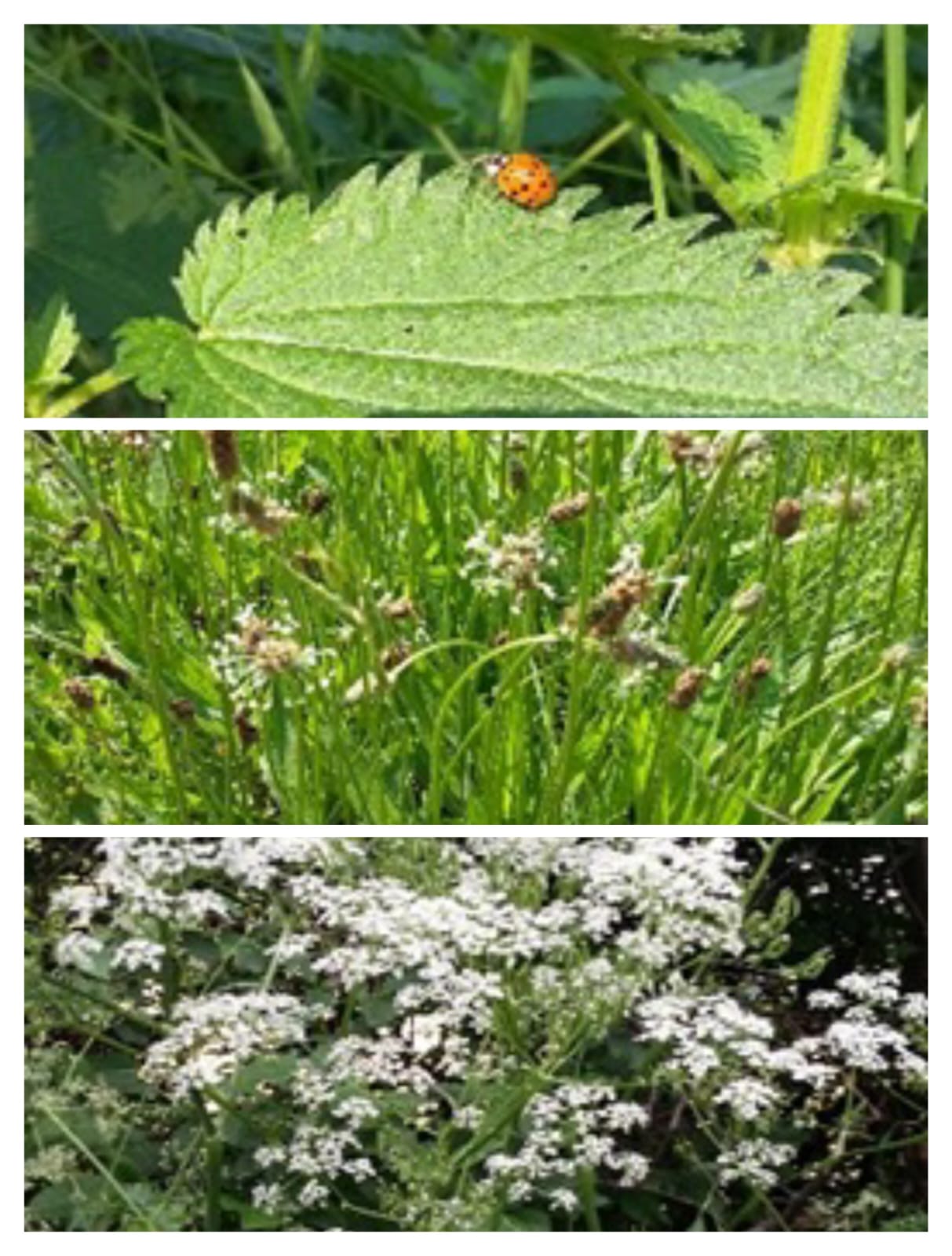 Wildkräuterwanderung